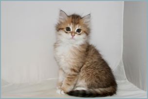 Female Siberian Kitten from Deedlebug Siberians